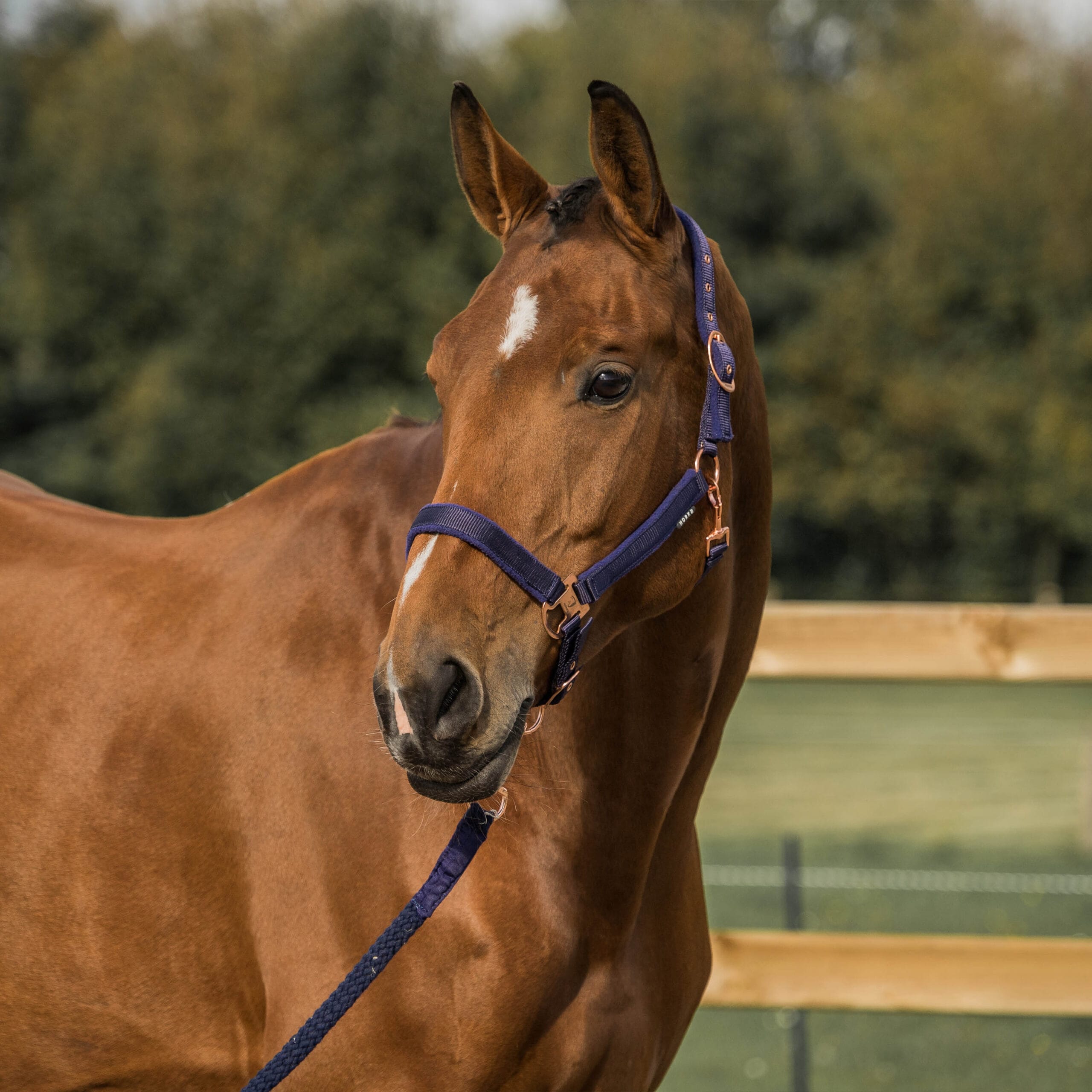 Halster Elegant - Afbeelding 2