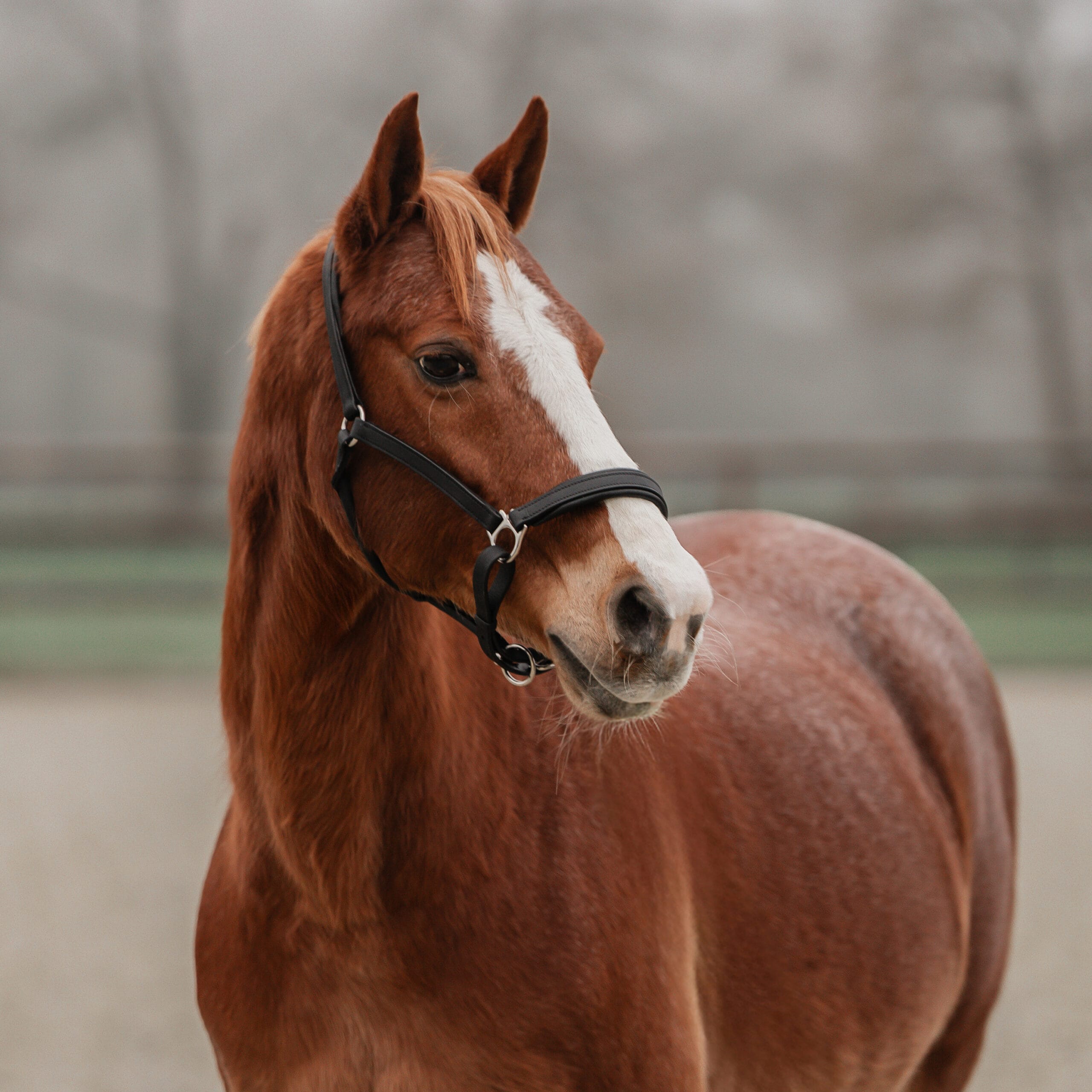 Leren Halster Stockholm - Afbeelding 3