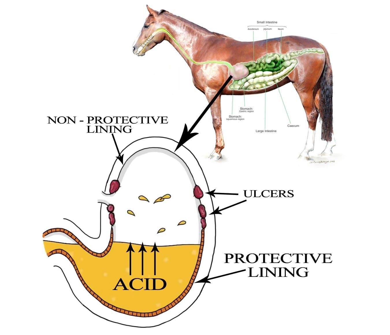 Acidbuf maagpoeder
