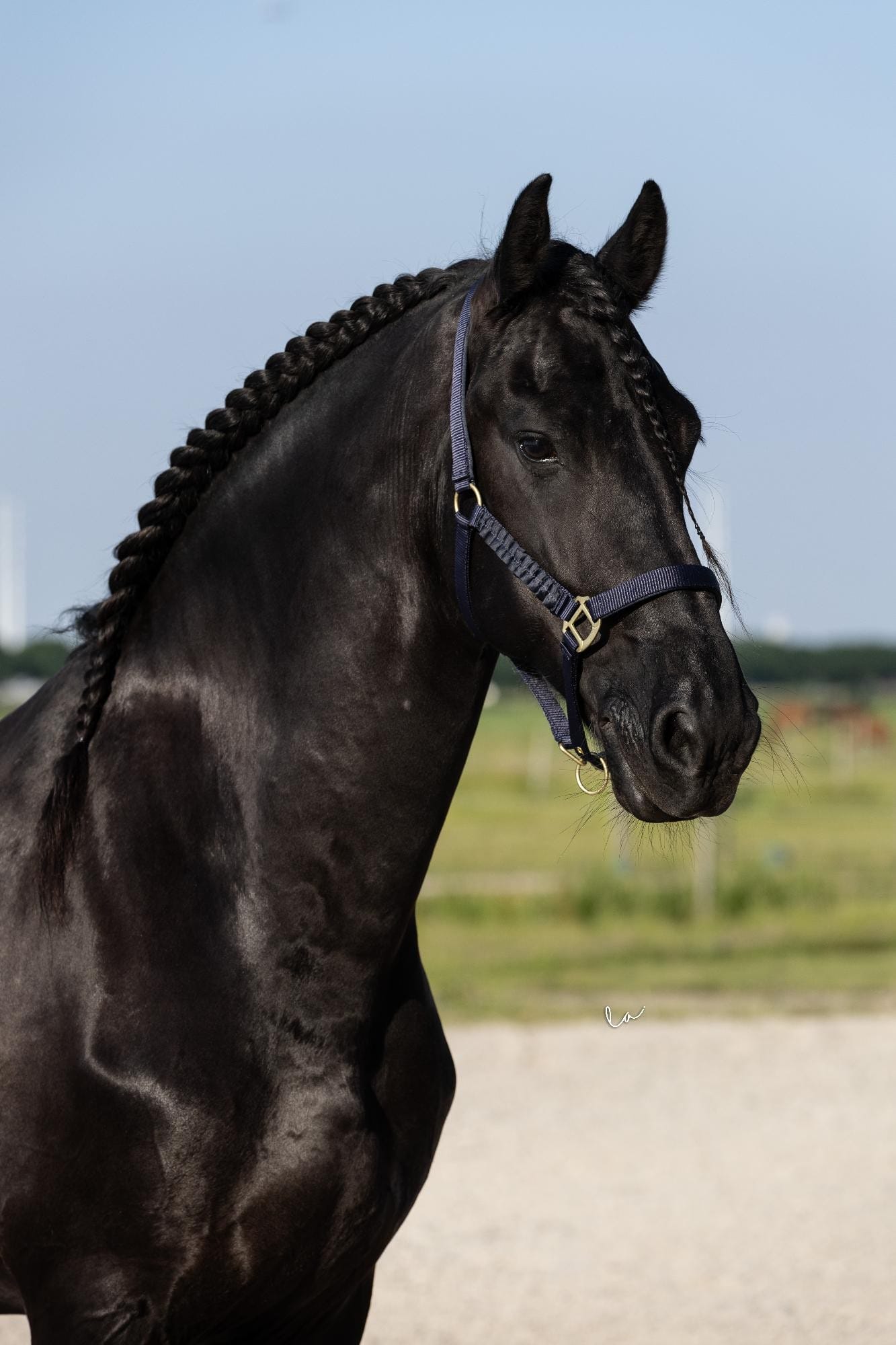 Halster Florence +GRATIS halstertouw