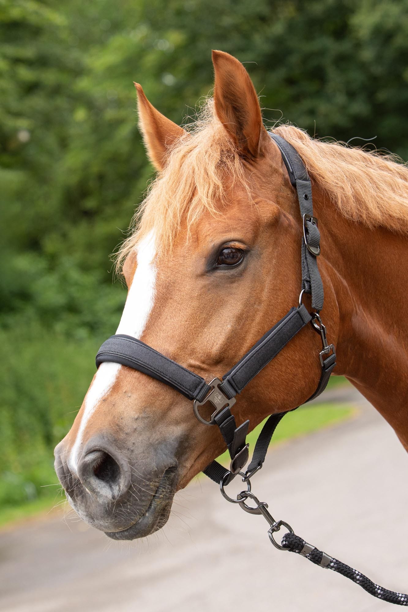 Halsterset Denici Cavalli Shadow